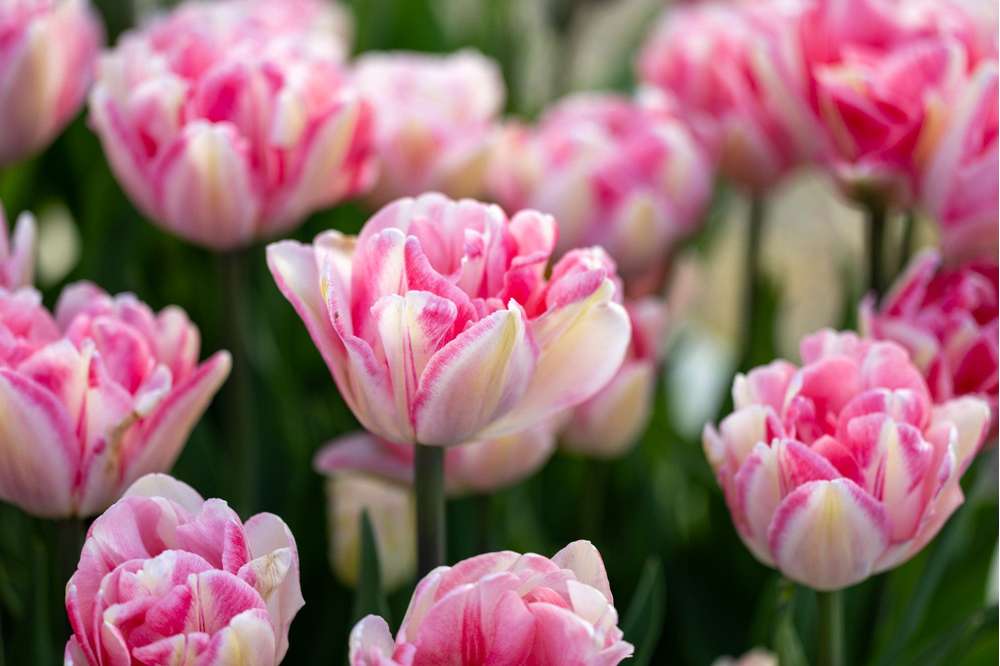 Tulipan 'Foxtrot'